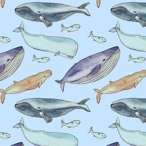 whales family on a blue background