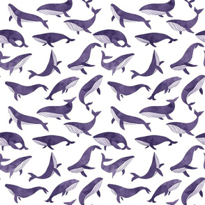 Violet ocean whales