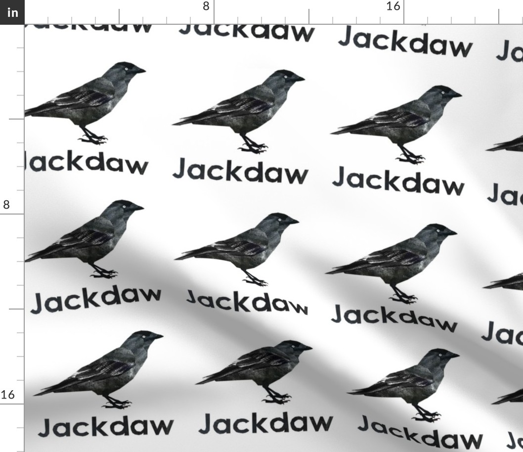 jackdaw  - 6" Panel
