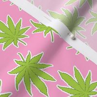 Cannabis on Pink