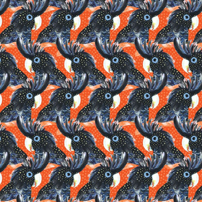 Black Cockatoo orange 021 small
