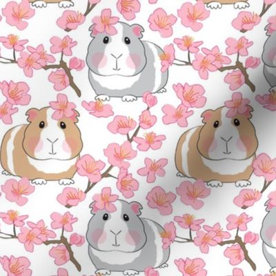 large guinea pigs and cherry blossoms