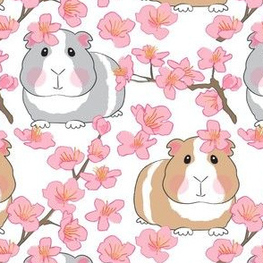 large guinea pigs and cherry blossoms