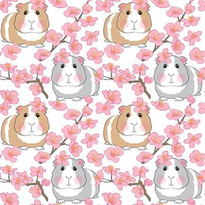 medium guinea pigs and cherry blossoms