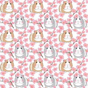 small guinea pigs and cherry blossoms