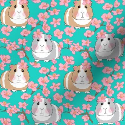 medium guinea pigs and cherry blossoms on teal
