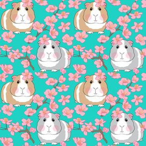 medium guinea pigs and cherry blossoms on teal