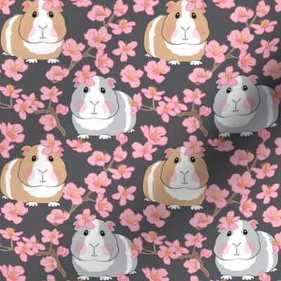 medium guinea pigs and cherry blossoms on dark charcoal