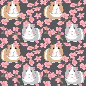 medium guinea pigs and cherry blossoms on dark charcoal