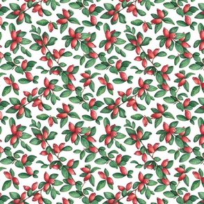 Cotoneaster_01 M
