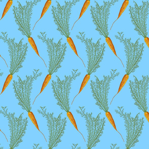 Carrots - blue - medium