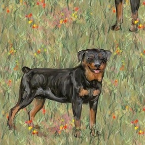 Rottweilers in Wildflower Field