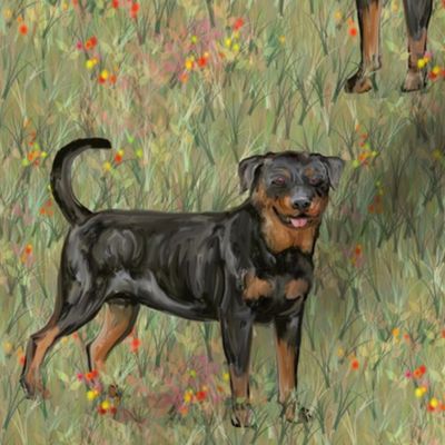 Rottweilers with Natural Tails in Wildflower Field