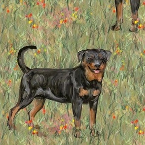 Rottweilers with Natural Tails in Wildflower Field