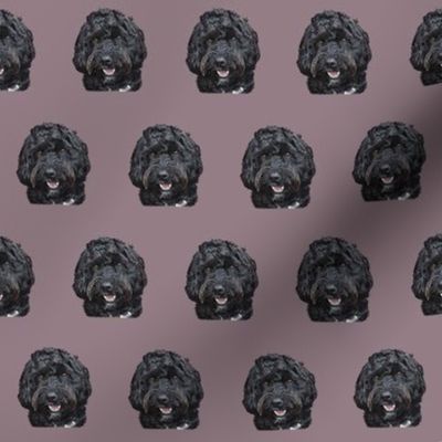 Black Cockapoo Doodle Dog 