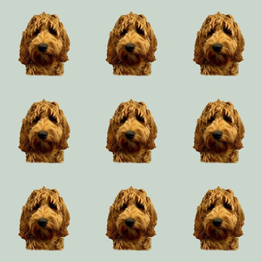 Red Cockapoo /  Doodle Dog 