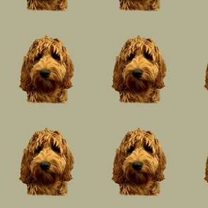 Red Cockapoo /  Doodle Dog 
