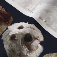 Golden Cockapoo & Doodle Dogs 