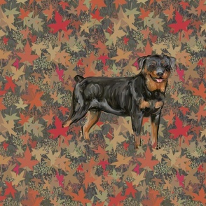 Rottweiler on Autumn Leaves for Pillow