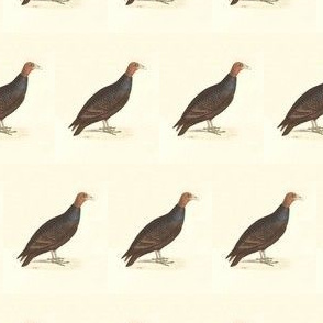 Turkey Vulture - Bird / Birds of Prey