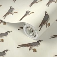 Peregrine Falcon - Bird / Birds of Prey