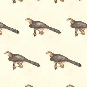 Cooper's Hawk - Bird / Birds of Prey