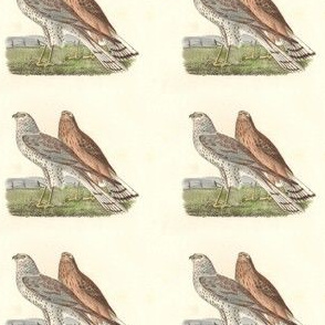 The Marsh Harrier (Marsh Hawk) - Bird / Birds of Prey