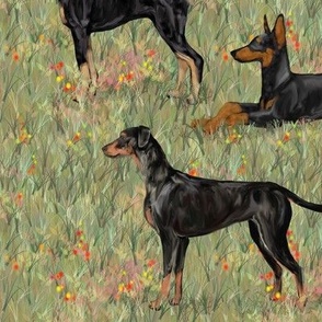 Three Doberman Pinschers in Wildflower Field 1