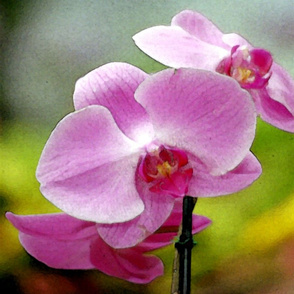 pink orchid