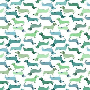 Mint dachshunds