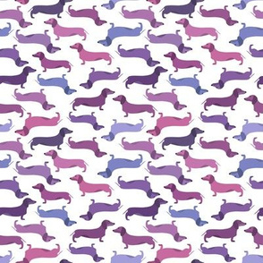 Lavender Dachshunds 