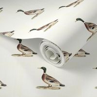 The Mallard (Wild duck) Bird - Birds / Ducks & Geese (Goose)