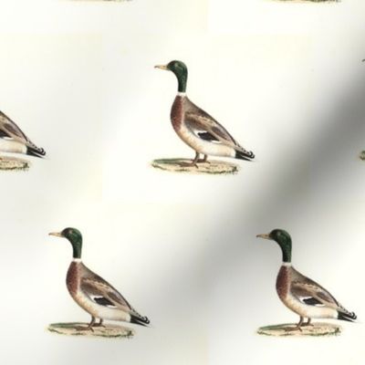 The Mallard (Wild duck) Bird - Birds / Ducks & Geese (Goose)