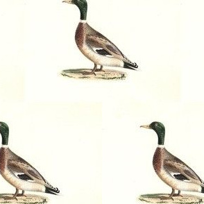 The Mallard (Wild duck) Bird - Birds / Ducks & Geese (Goose)