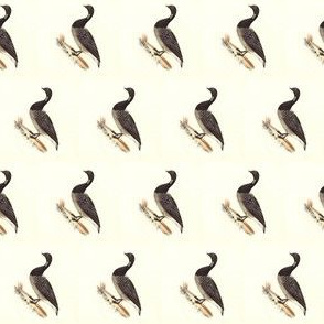 The Brant (Brent Goose) Bird - Vintage Bird / Birds Print