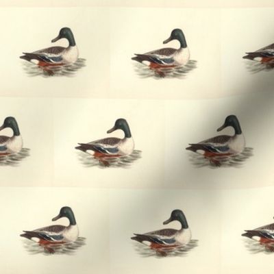 The Northern Shoveler Bird - Birds / Ducks & Geese (Goose)