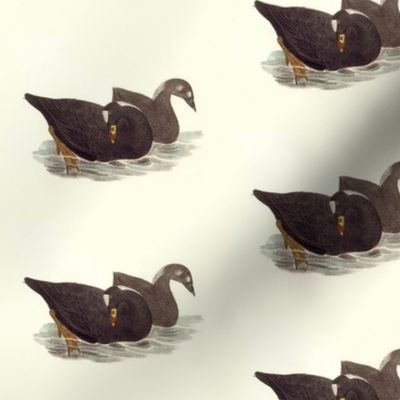 The Surf Duck (Coot) Bird - Birds / Ducks & Geese (Goose)
