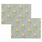 jonquil-grey