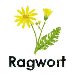 Ragwort  - 6" Panel