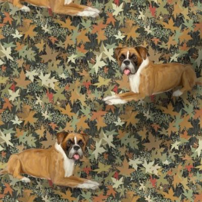 Boxer Dogs on Frosted Autumn Leaves