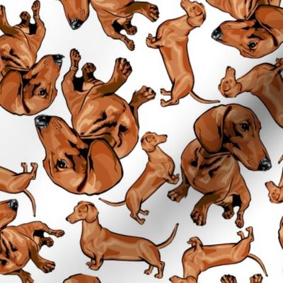 Dachshunds Tossed on White