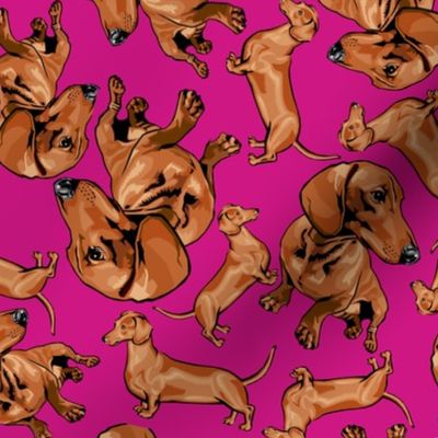 Dachshunds Tossed on Pink