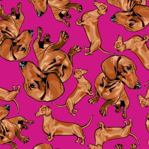Dachshunds Tossed on Pink
