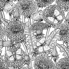 Dandelion meadow  in black and white