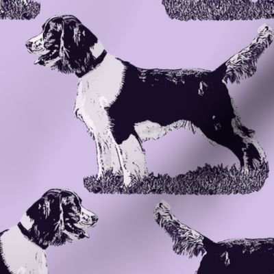 Posing English Springer Spaniel - purple