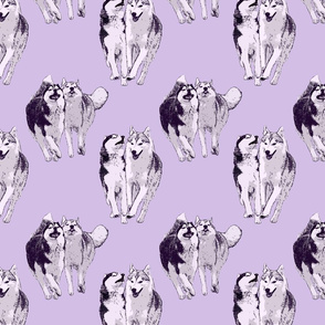 Playful Siberian Huskies - purple