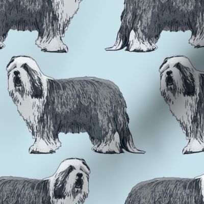 Standing Bearded Collie - blue