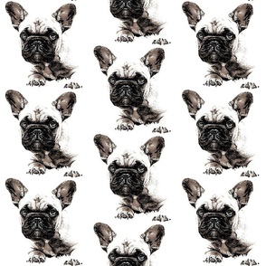 French bulldog - dog 24