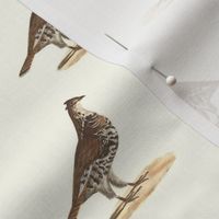 The Common Partridge - Bird / Birds