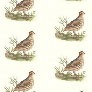 The American Quail - Bird / Birds